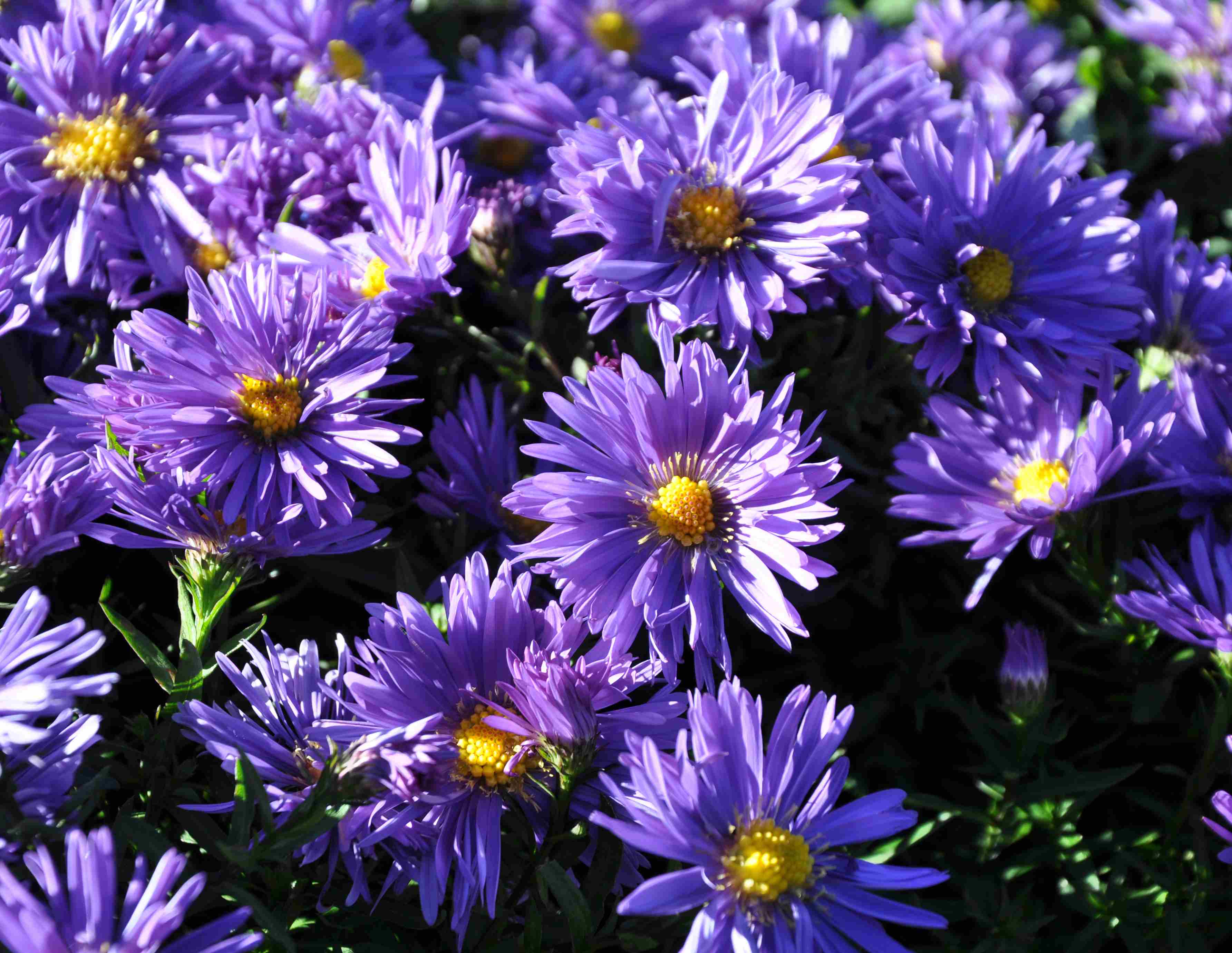 Aster dumosus 'Blaue Lagune'
